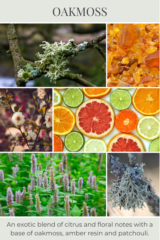 Eco Candle Company - 6oz eco candle OAKMOSS