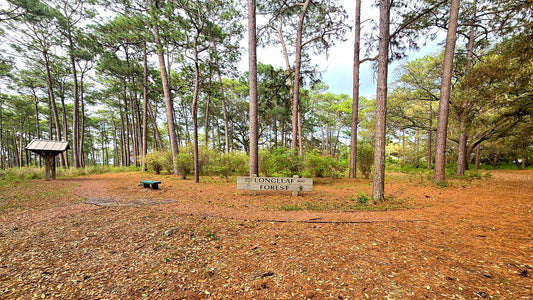 Hiking trail through longleaf pine forest near Mobile, Alabama
