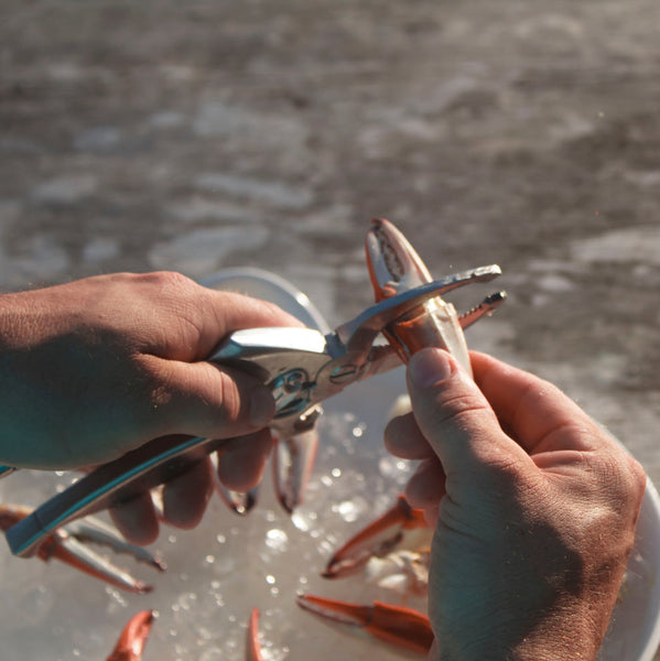 Toadfish Crab and Lobster Cutter