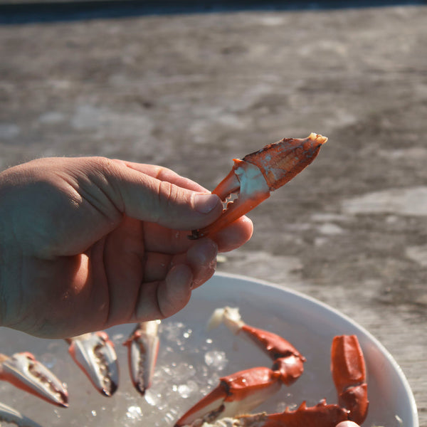 Toadfish Crab and Lobster Cutter