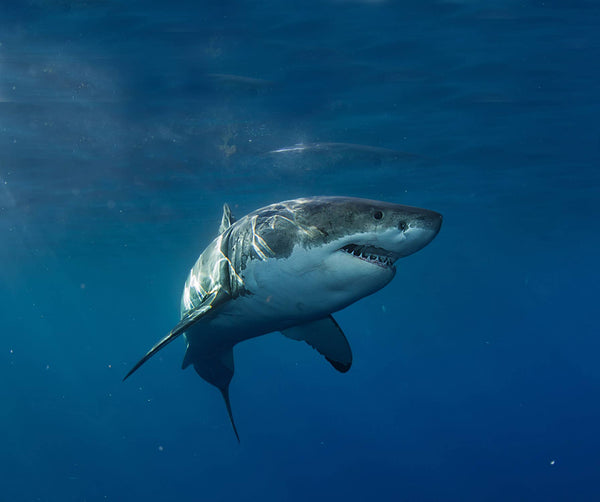 Wild Enviromental Science: Extreme Sharks of the World